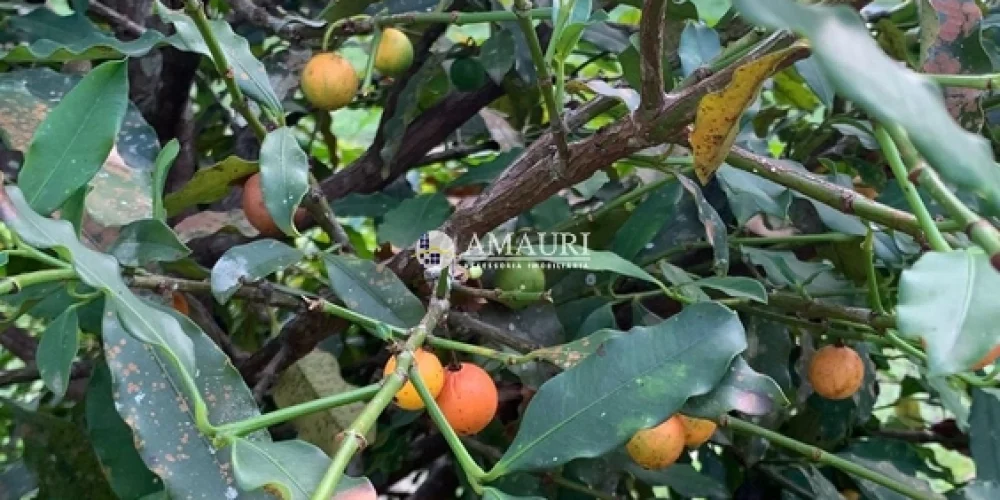 237 - CHÁCARA EM SANTARÉM (10)