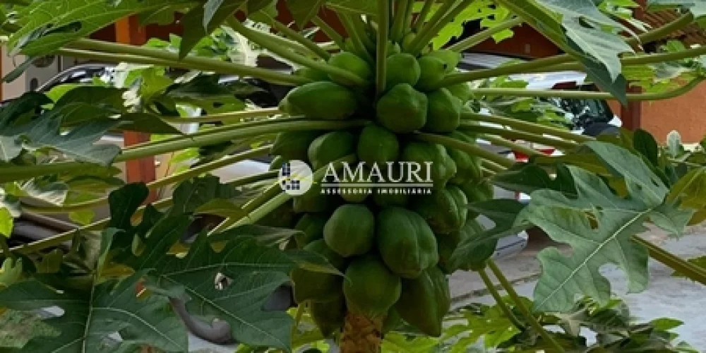 237 - CHÁCARA EM SANTARÉM (12)