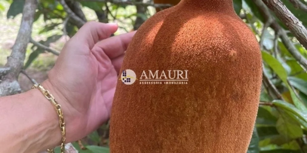 237 - CHÁCARA EM SANTARÉM (13)