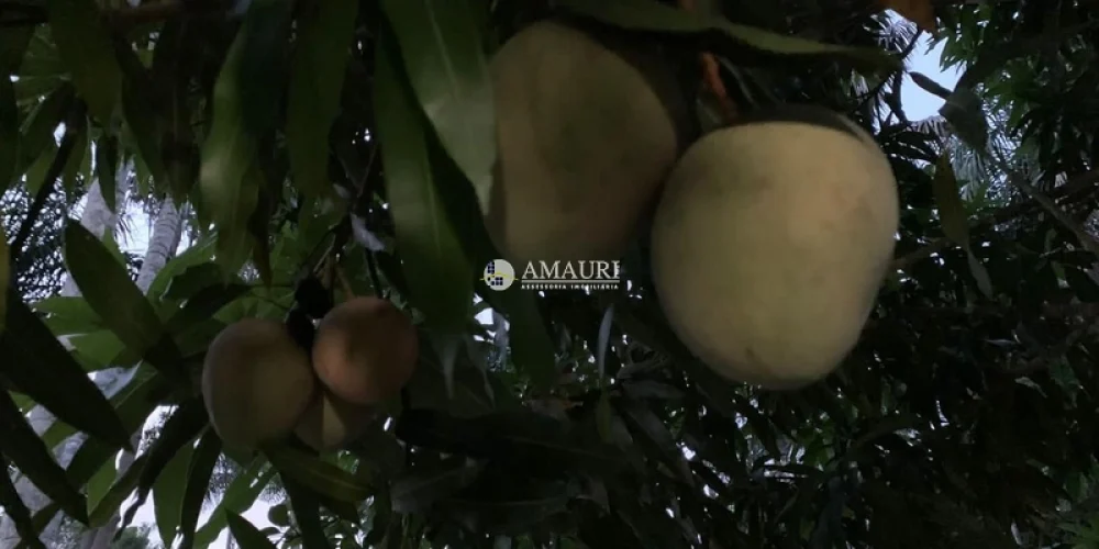 237 - CHÁCARA EM SANTARÉM (4)