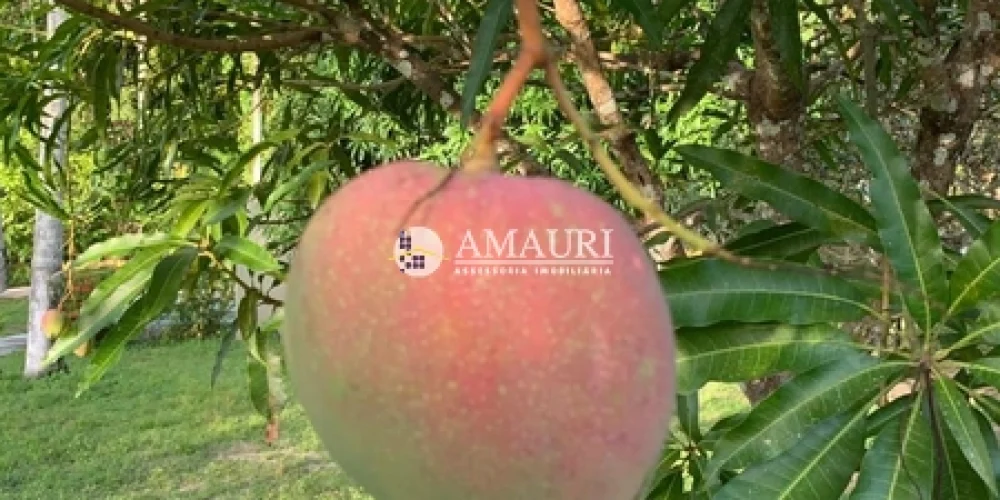 237 - CHÁCARA EM SANTARÉM (7)